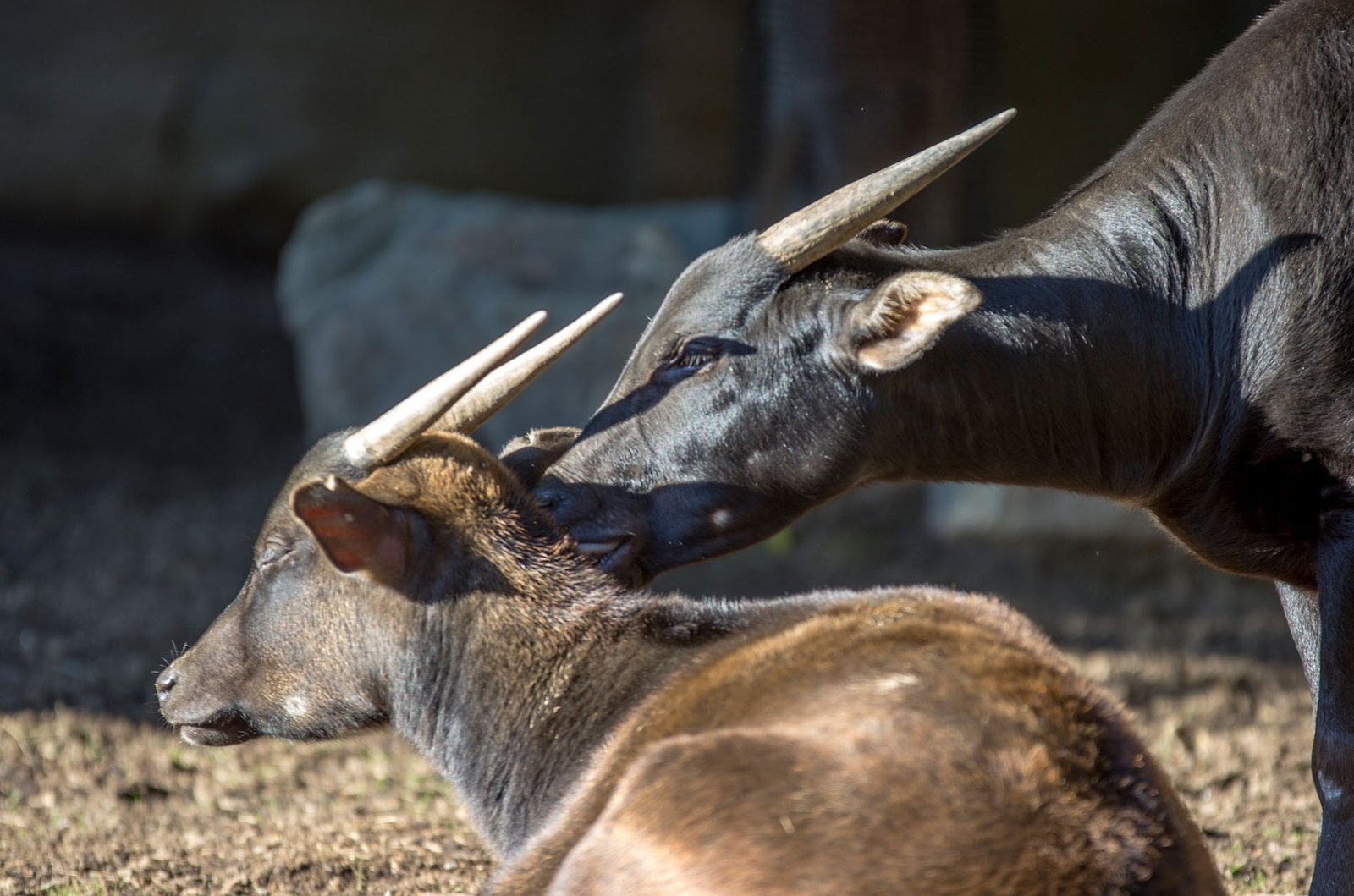 San Diego Zoo Part I 118